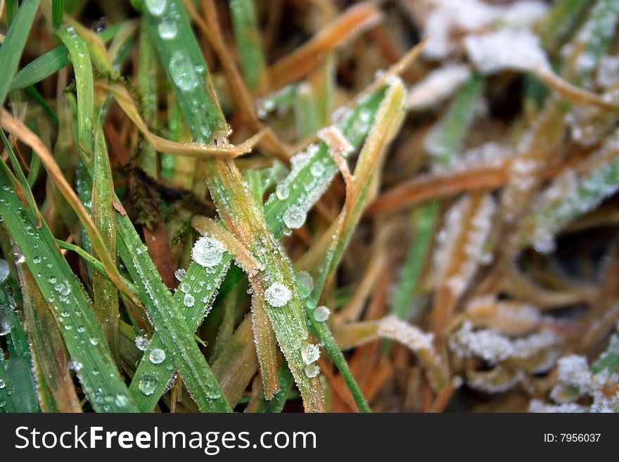 Frozen drops in the winter on green grass