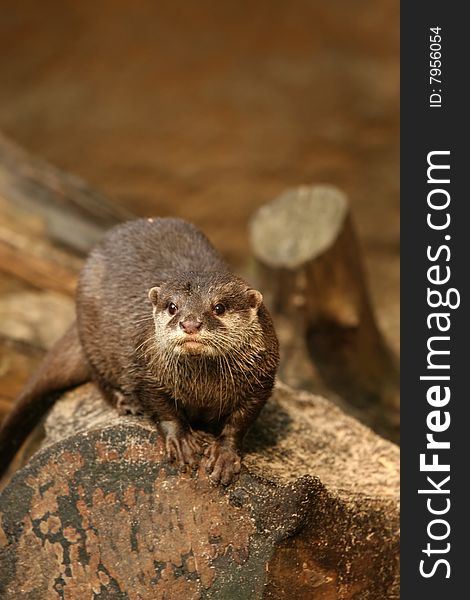 Otter On A Log Looking At You