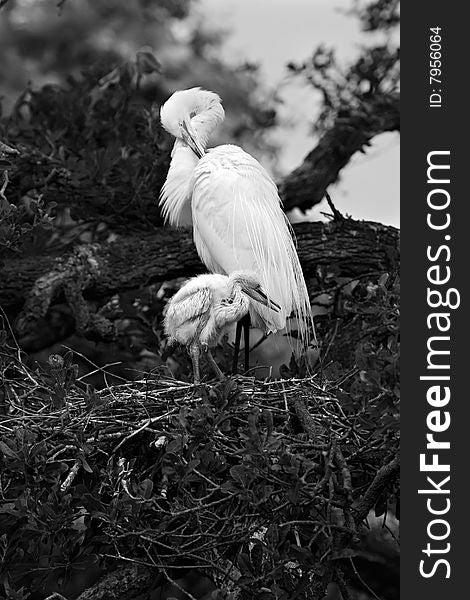 Mother and Egret Chick rests in nest. Mother and Egret Chick rests in nest