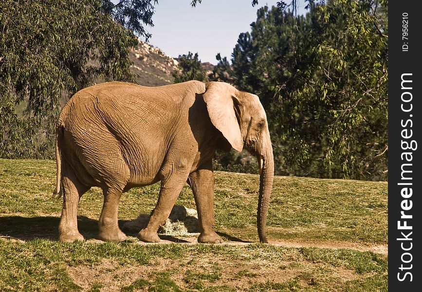 This is a picture of an African elephant taking a walk. This is a picture of an African elephant taking a walk.