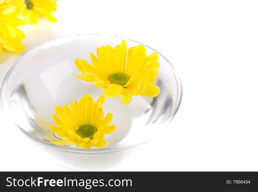 Yellow flowers close up floating in water