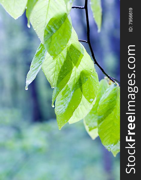 Green leaves in spring on a blue background