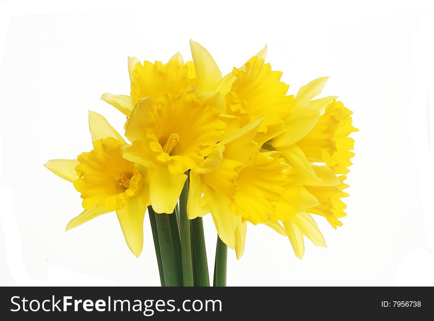 Bunch of golden daffodils isolated on white