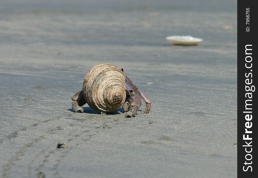 Crustacean on the beach looking for freedom. Crustacean on the beach looking for freedom