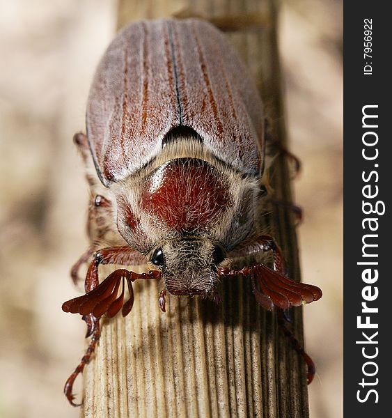 Fullface of a may-bug on a branch with the fluffed up moustaches