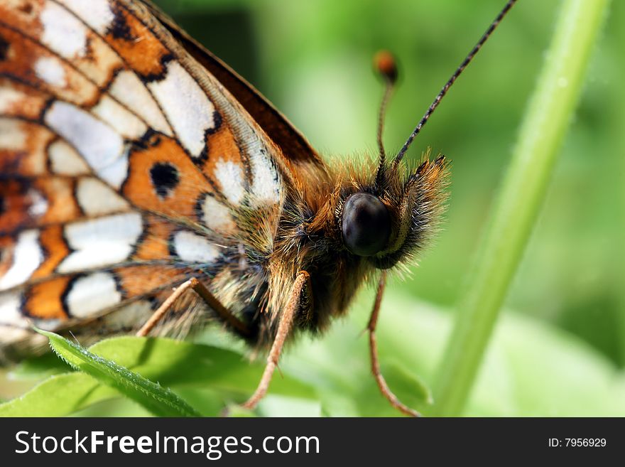 The butterfly on green sheet (macroshooting)