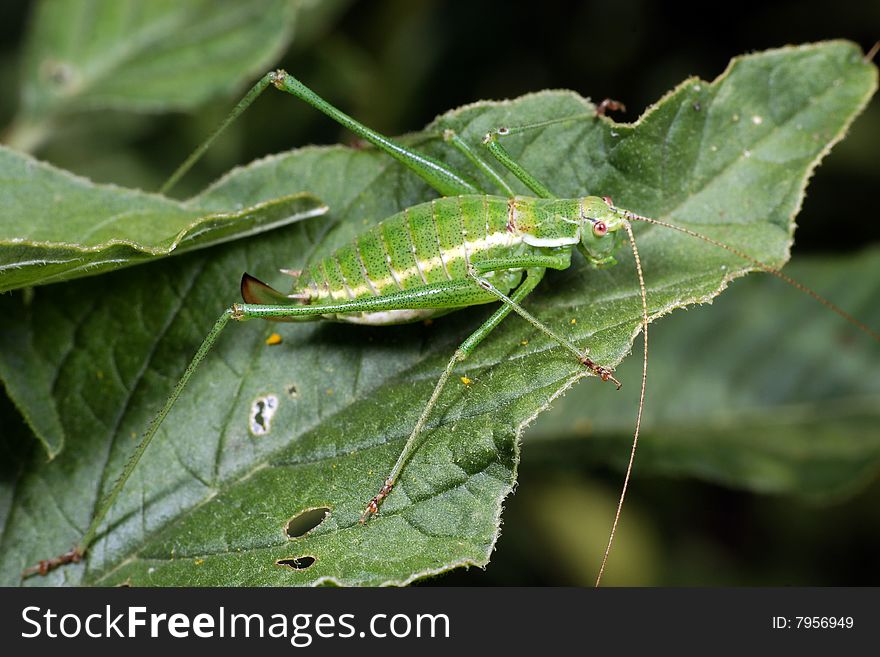 Green grasshopper with long moustaches and paws