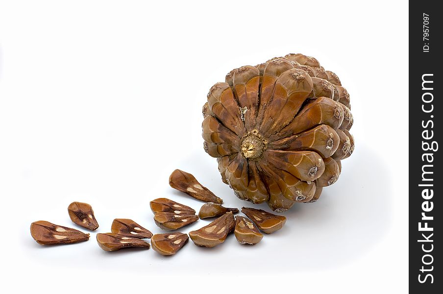 Ripened cone of a cedar Himalaya with seeds