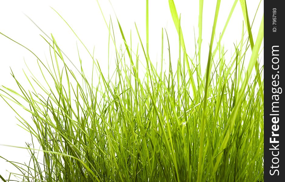 Green Grass Isolated On White