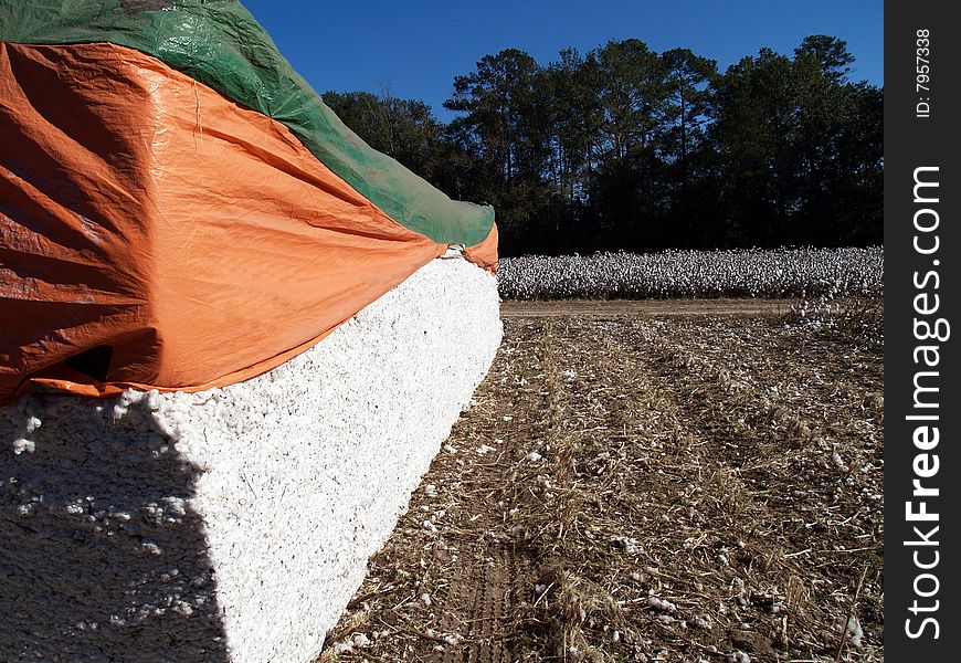 Cotton Module with a cotton field in the background.