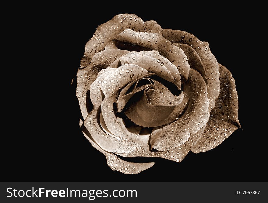 The macro image of a rose