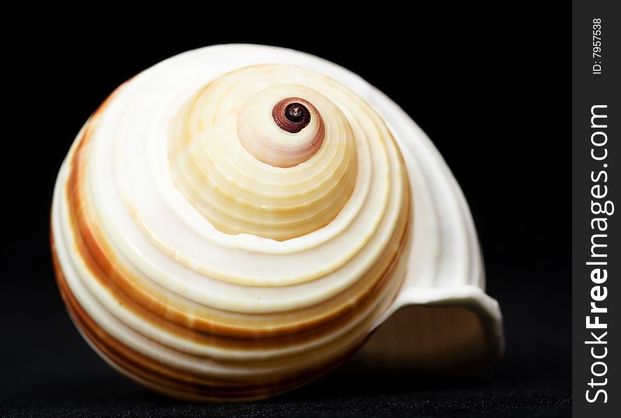 Shell