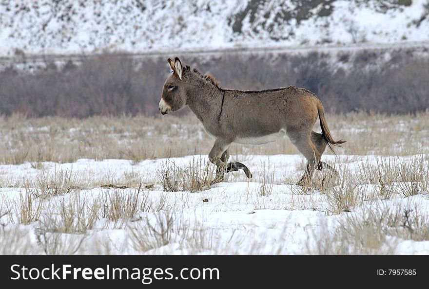 Donkey out in winter pasture seems content in spite of a cold winter.