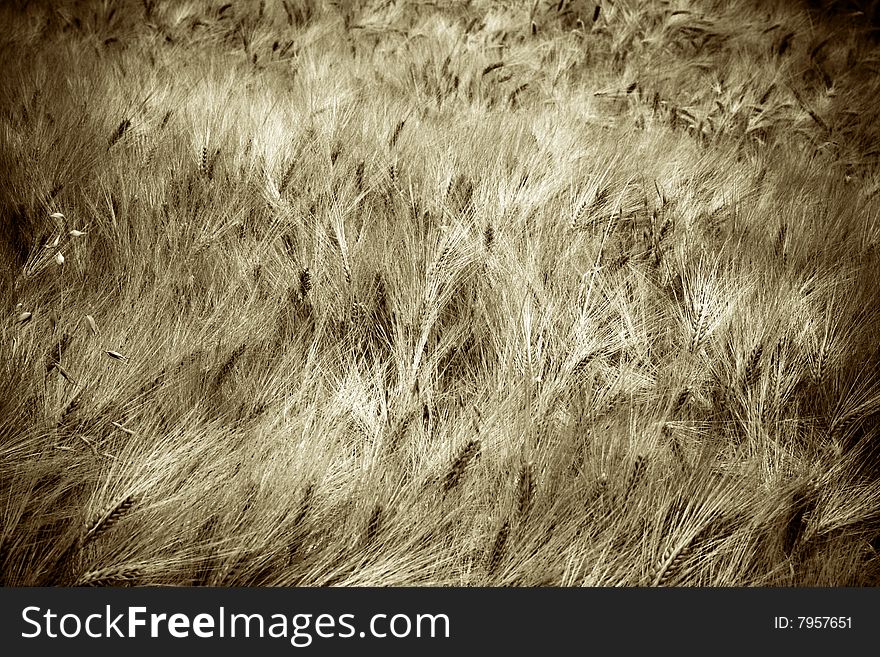 A vintage wheat field picture