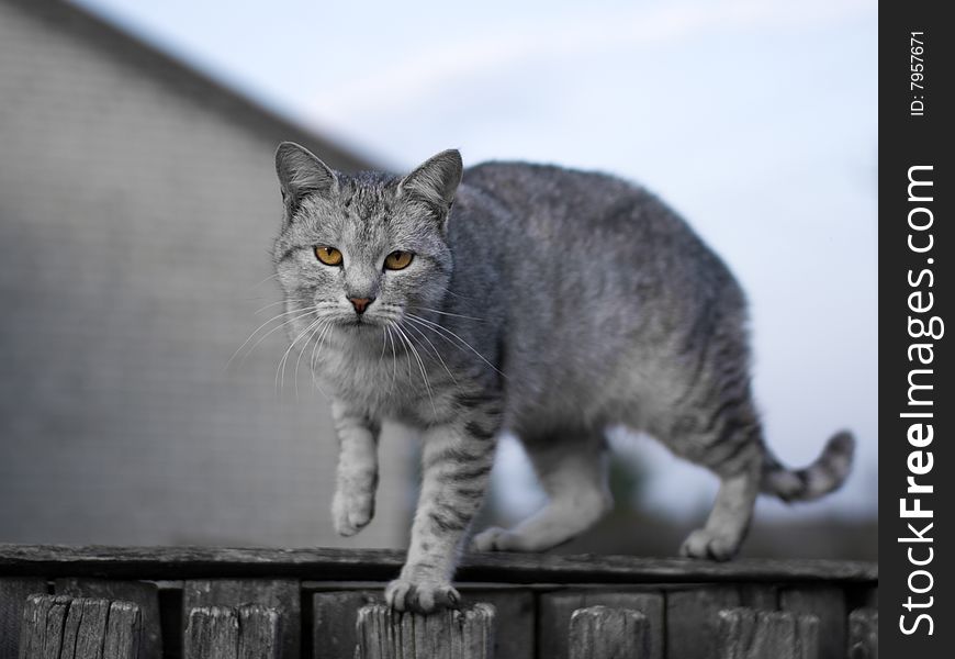 Gray cat - shallow DOF, focus on eyes