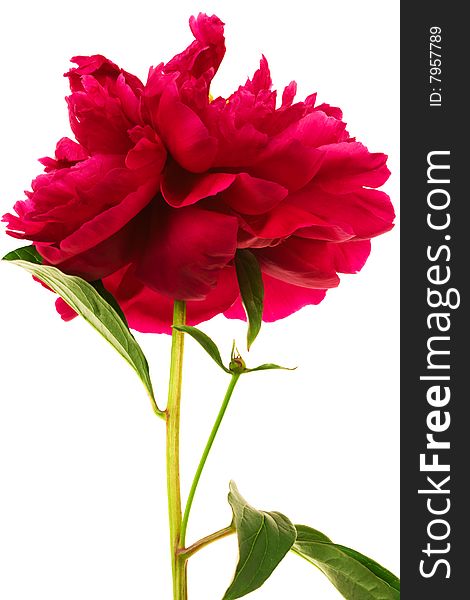 Beautiful brightly red flower on a white background