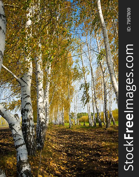 Birch grove - orange autumn leaves and clear blue sky