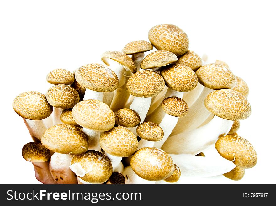 Some wild and edible mushrooms on white. Some wild and edible mushrooms on white