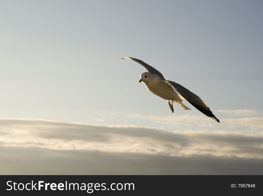 Seagull on the bright blue sky. Seagull on the bright blue sky