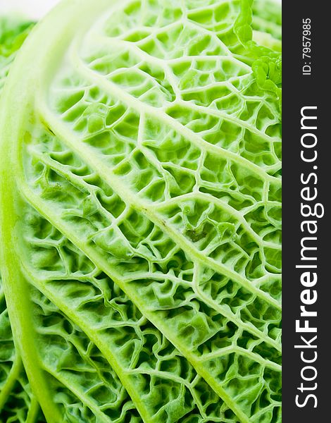 Close up study of textures and veins of a cabbage leaf. Close up study of textures and veins of a cabbage leaf