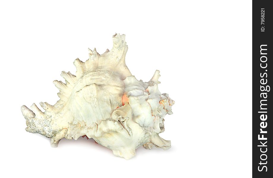 Conch sea shell, over white background. Conch sea shell, over white background.