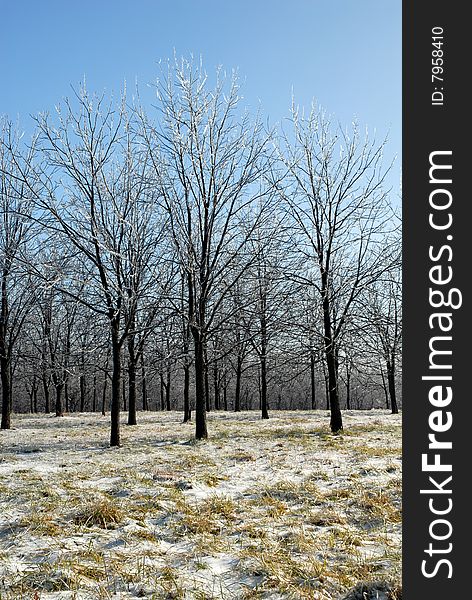 A formation of planted trees covered in ice against a nice blue sky. A formation of planted trees covered in ice against a nice blue sky.