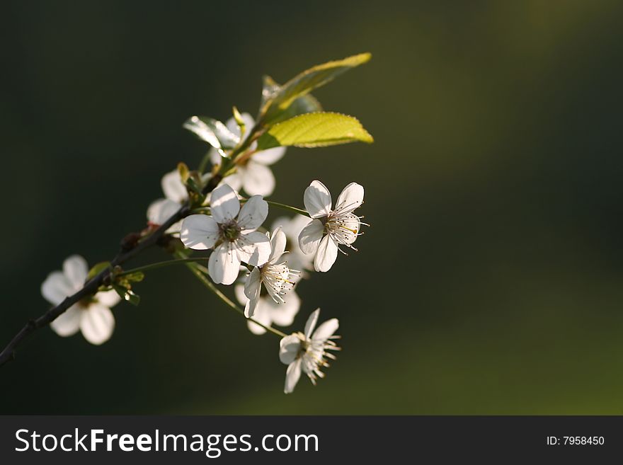 Backlit branch of blooming cherry-tree on blank background