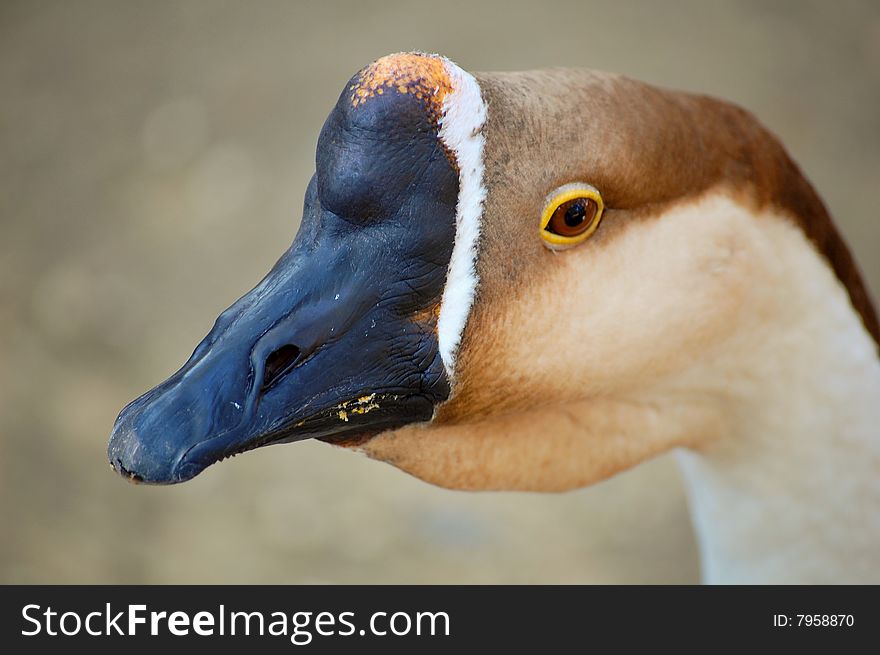 Closeup of a colourful kind of goose taken al Jerez de la Frontera Zoo, Cadiz, Spain.