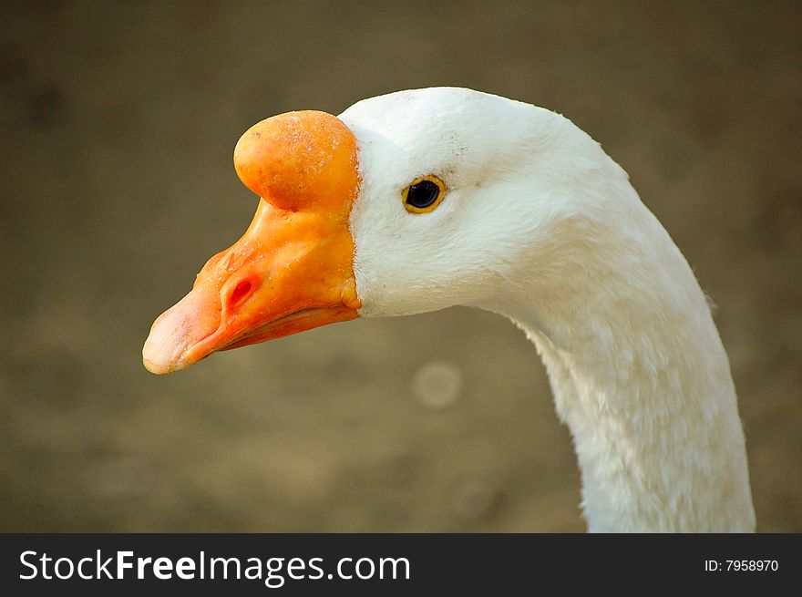 Closeup of a colourful kind of goose taken al Jerez de la Frontera Zoo, Cadiz, Spain.