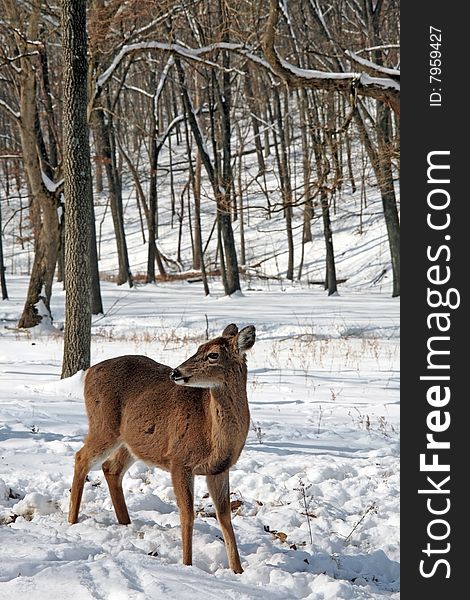 Whitetail deer in snow field