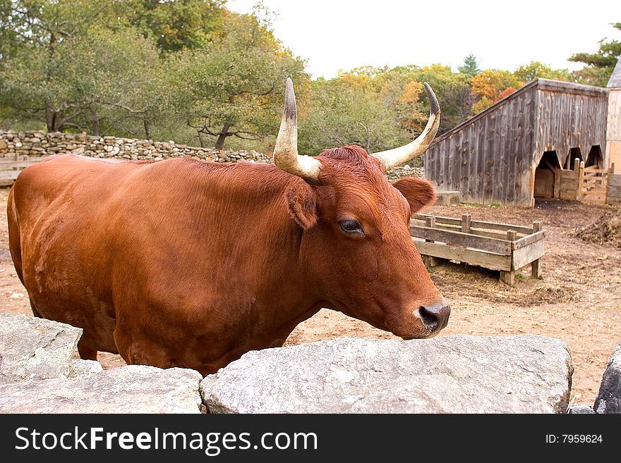 Cow set in natural environment at Sturbridge Village