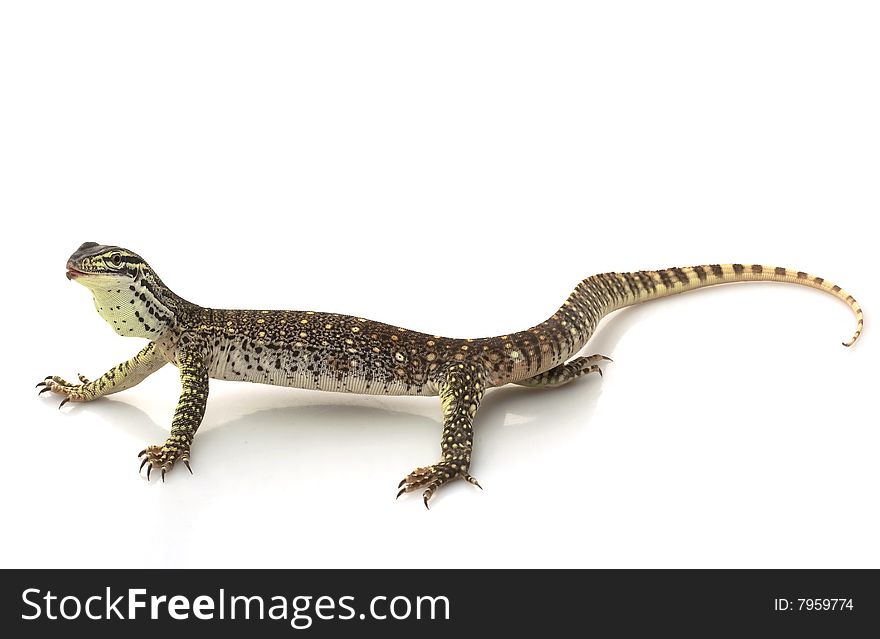 Argus Monitor Lizard (Varanus panoptes) isolated on white background.