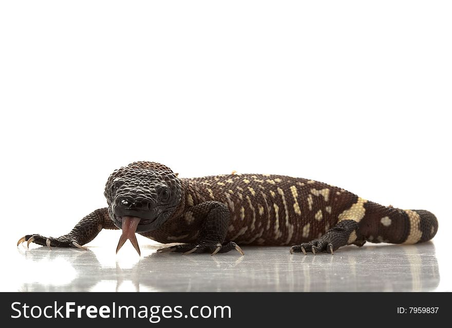 Mexican Beaded Lizard (Heloderma horridum) isolated on white background.