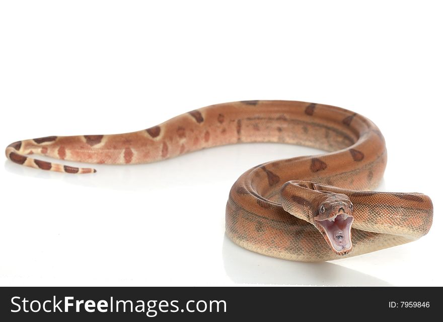 Hypo Central American Boa (Boa constrictor imperator) isolated on white background.