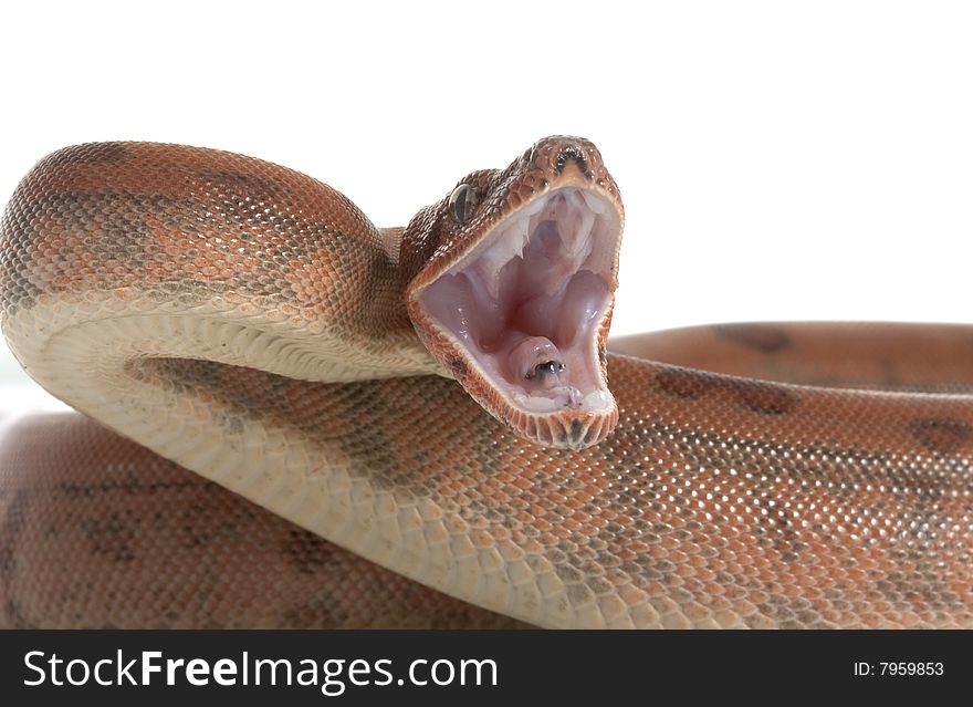 Hypo Central American Boa (Boa constrictor imperator) isolated on white background.