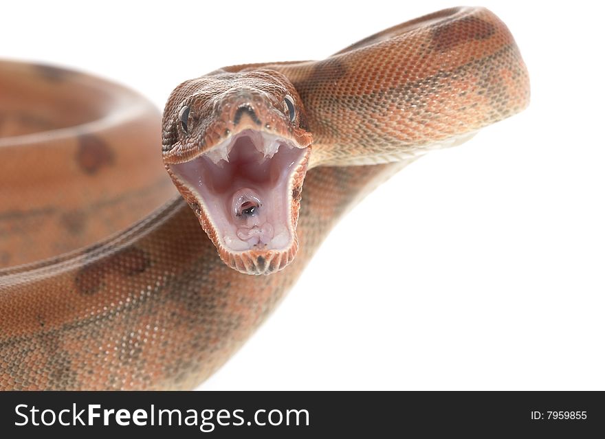 Hypo Central American Boa (Boa constrictor imperator) isolated on white background.