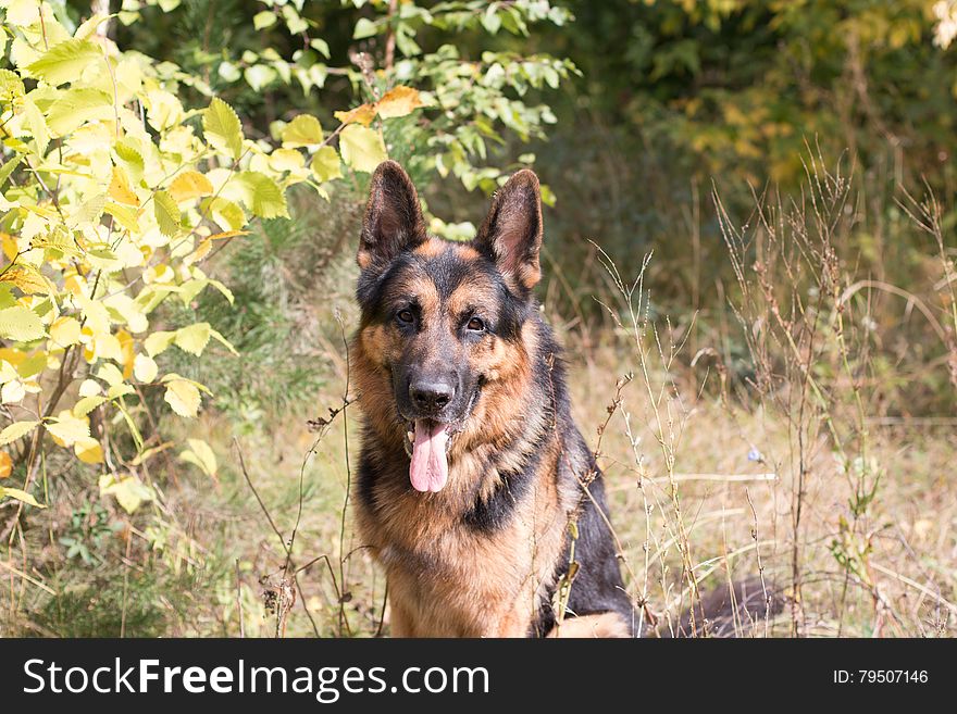 Dog german shepherd in the forest in a nice day