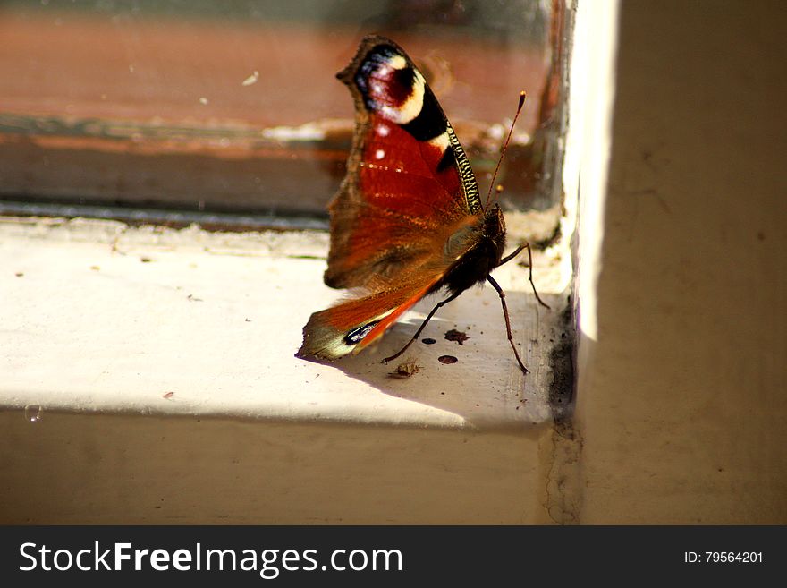 butterfly peacock by window