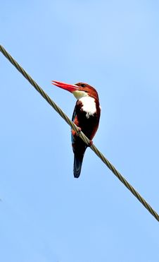 Kingfisher Royalty Free Stock Image Kingfisher Royalty Free Stock Image