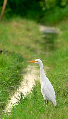 White Cattle Egret Royalty Free Stock Images White Cattle Egret Royalty Free Stock Images