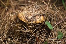 Mushroom Stock Image