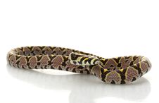 Mandarin Rat Snake Stock Image Mandarin Rat Snake Stock Image