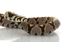 Mandarin Rat Snake Stock Photo Mandarin Rat Snake Stock Photo