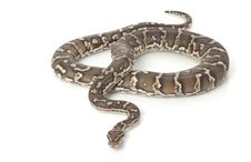 Angolan Python Stock Photos Angolan Python Stock Photos