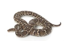 Angolan Python Royalty Free Stock Images Angolan Python Royalty Free Stock Images