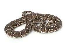 Angolan Python Stock Photos Angolan Python Stock Photos