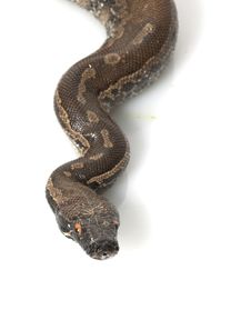 Borneo Black Blood Python Royalty Free Stock Photography Borneo Black Blood Python Royalty Free Stock Photography
