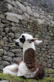 Machu Picchu Llamas Royalty Free Stock Photos Machu Picchu Llamas Royalty Free Stock Photos