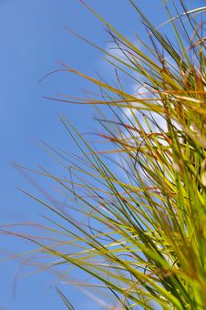 Spiky Grass Stock Photo
