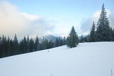 Winter Forest Royalty Free Stock Image Winter Forest Royalty Free Stock Image